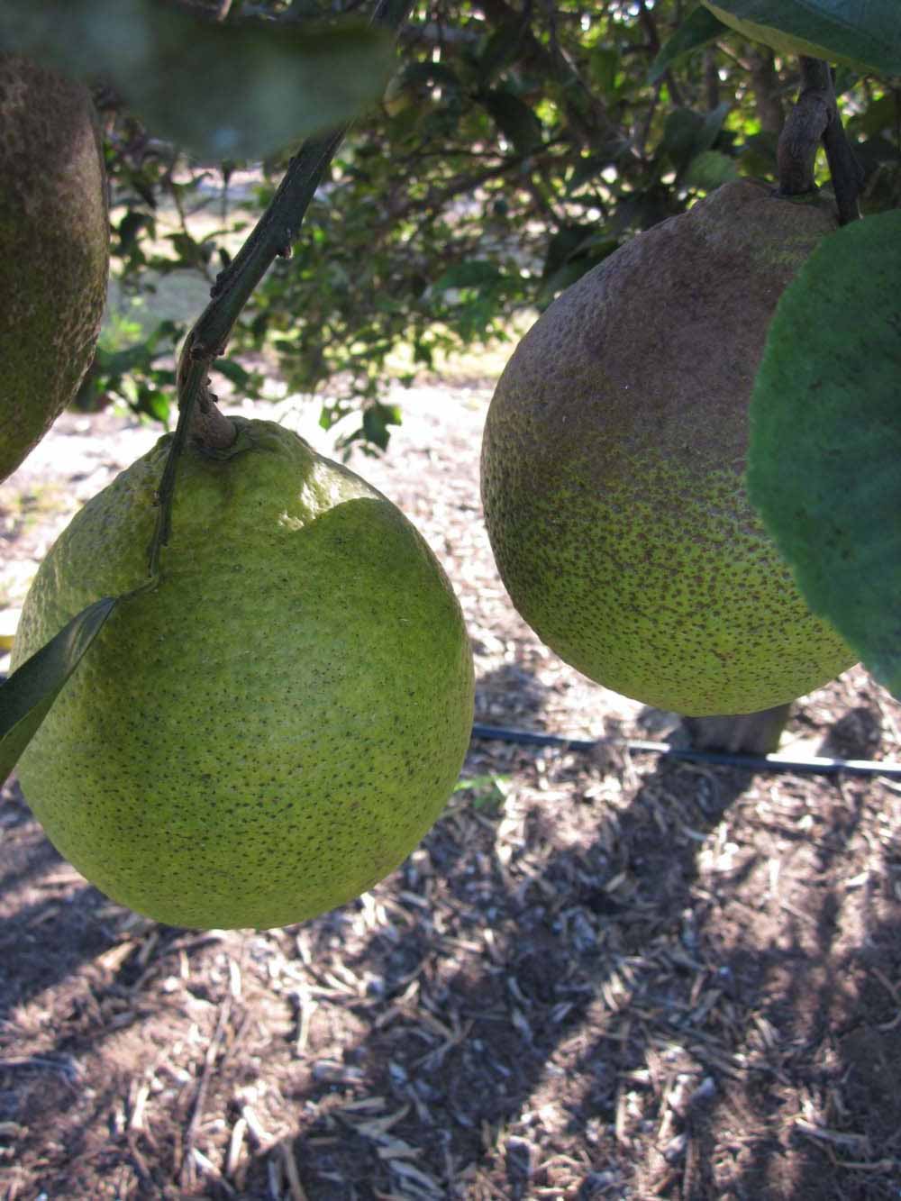              Fruit (Winter Haven, FL)       